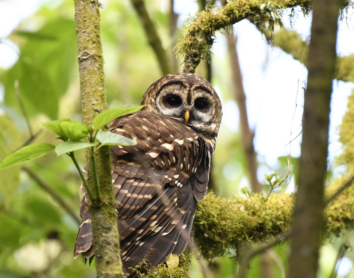 Fulvous Owl - Daniel Mérida
