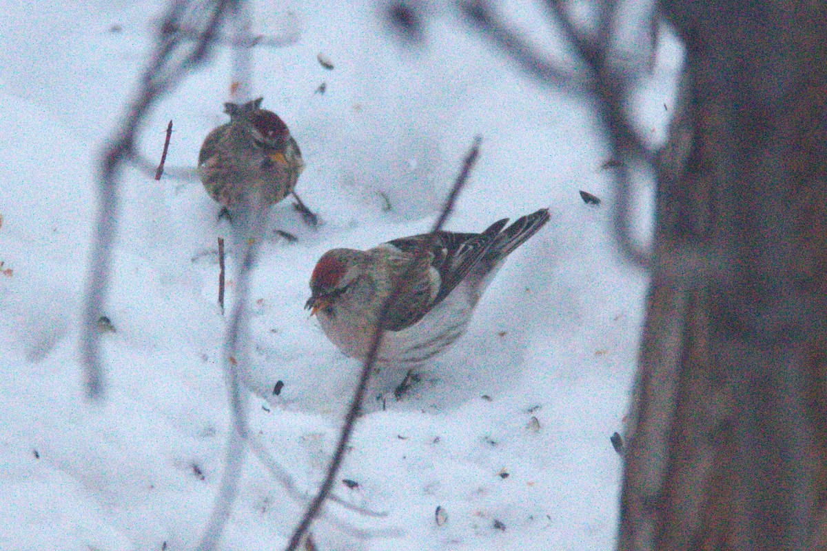 Redpoll (Hoary) - Joseph Ransdell-Green