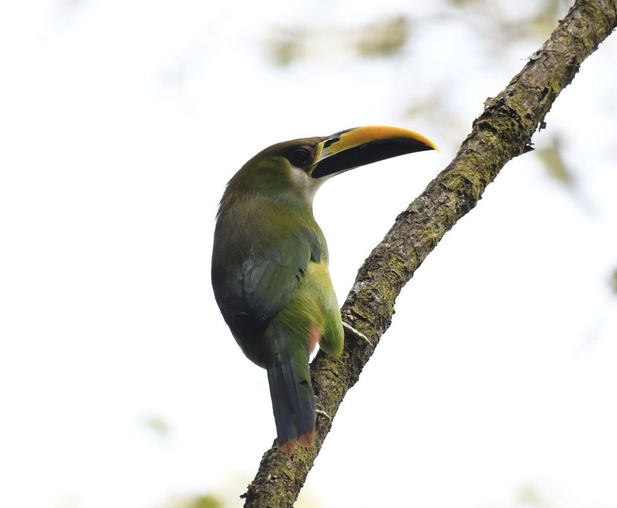 Northern Emerald-Toucanet - ML613314750