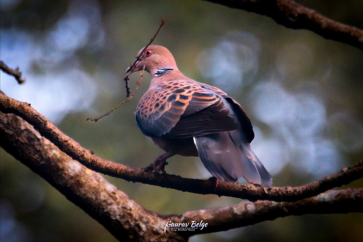 Oriental Turtle-Dove - ML613314764