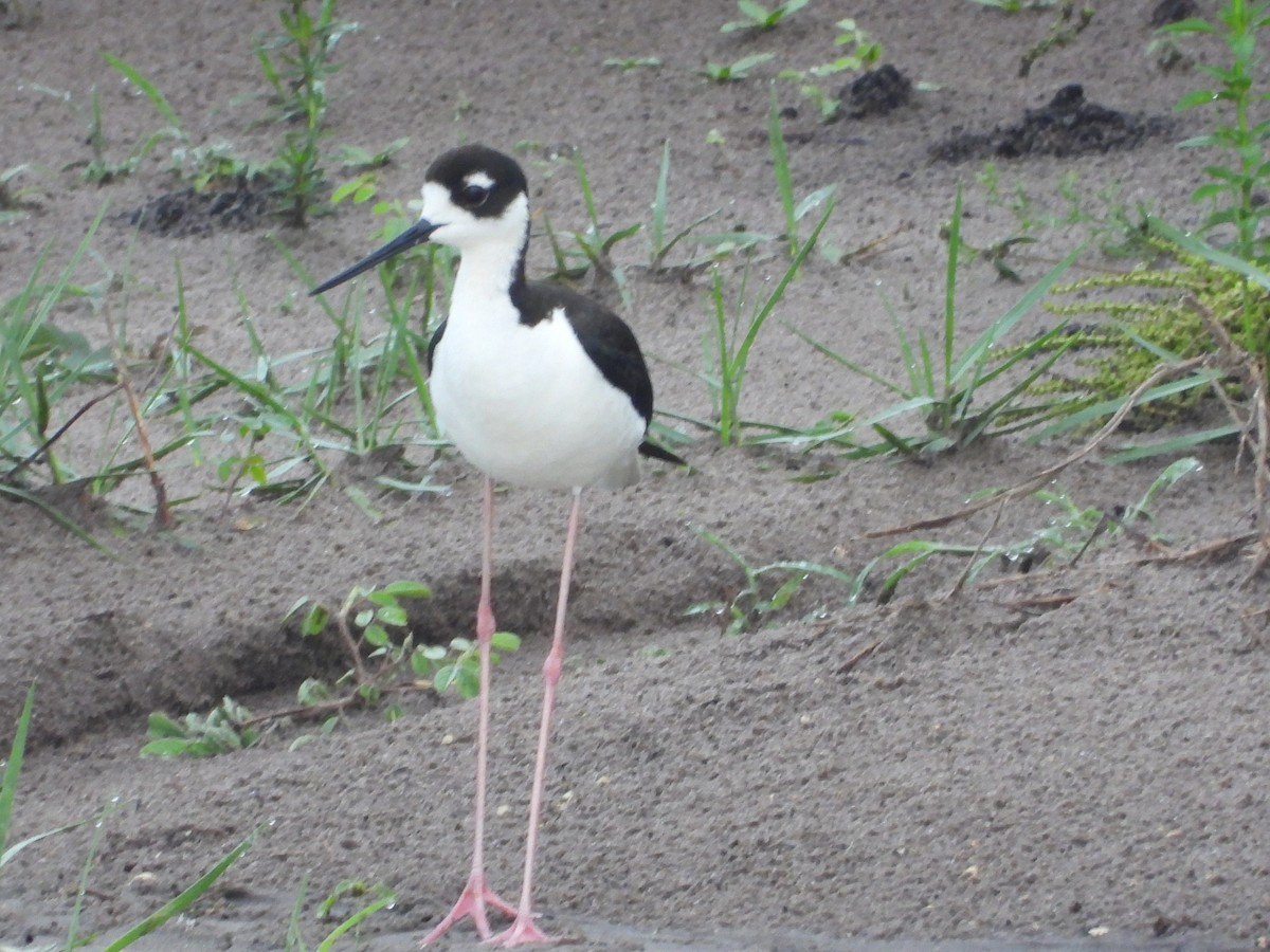 Black-necked Stilt - John Dunn