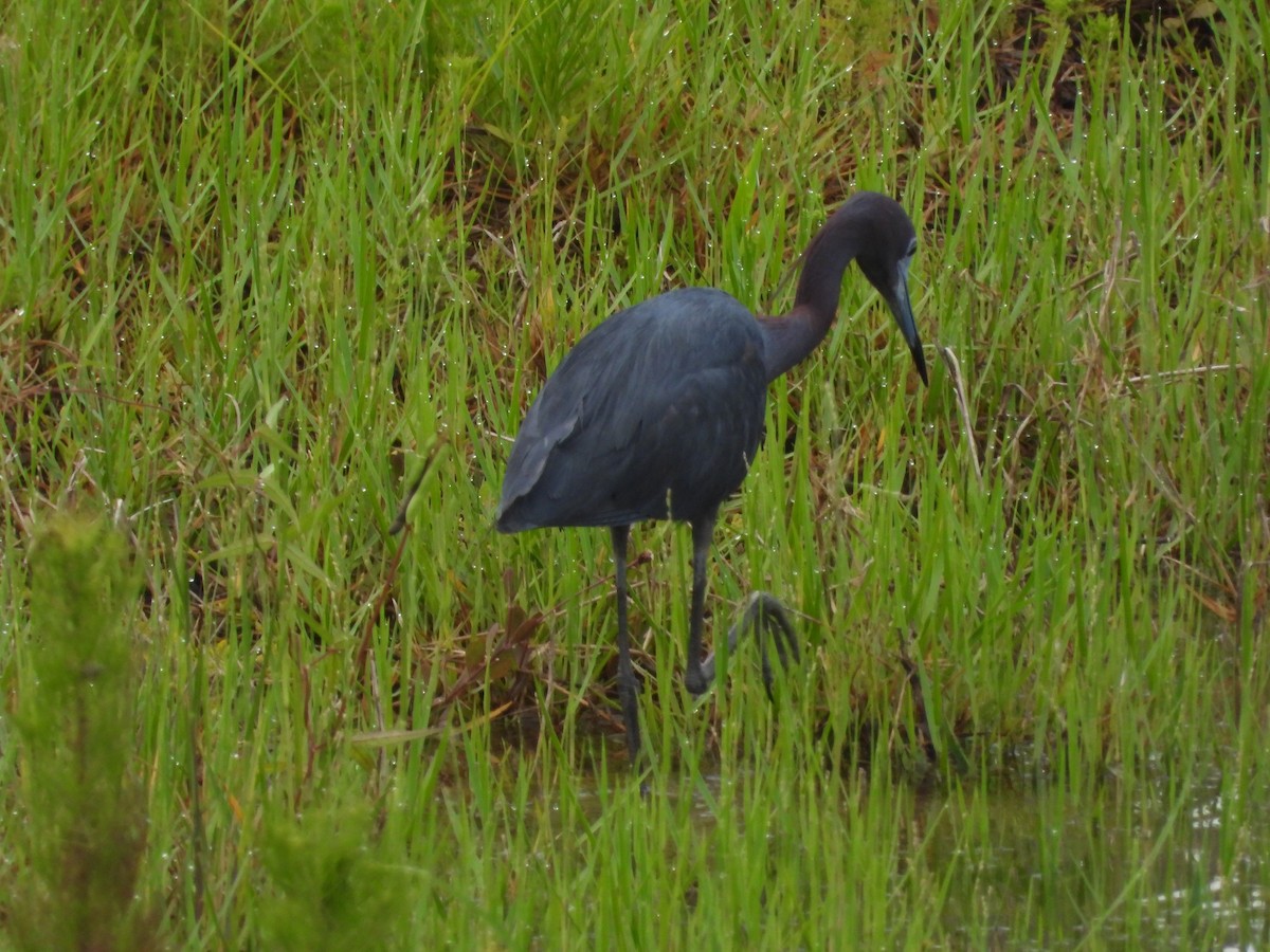 Little Blue Heron - ML613314786