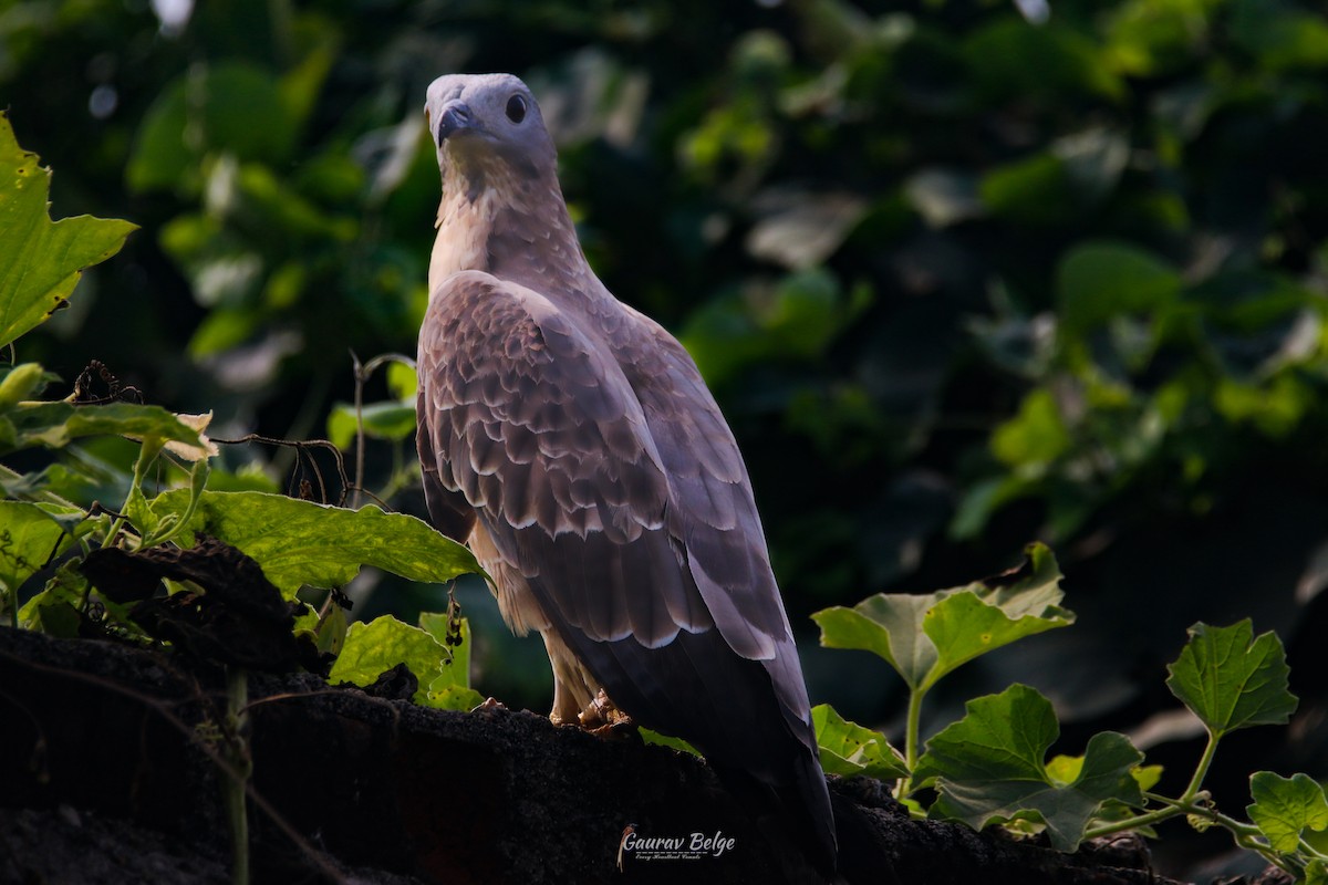 Oriental Honey-buzzard - ML613314795