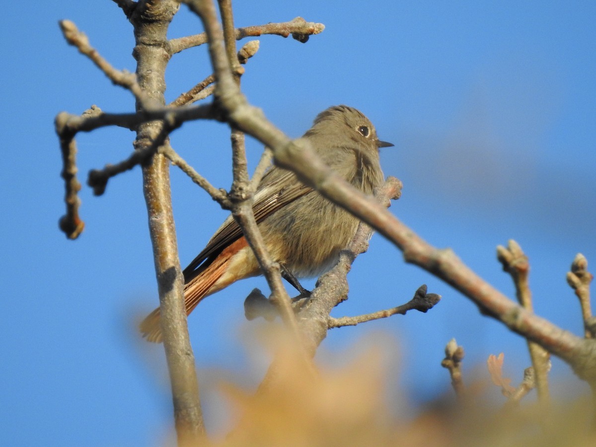 Black Redstart - João Tiago Ribeiro