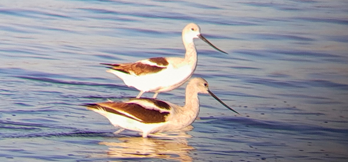 tenkozobec americký - ML613314803