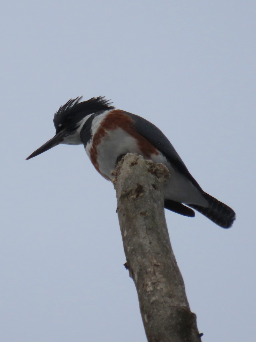 Belted Kingfisher - ML613314820