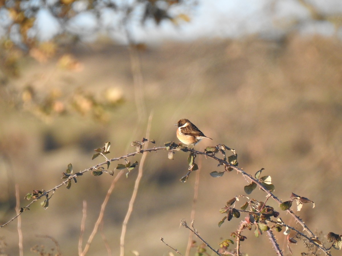 European Stonechat - João Tiago Ribeiro