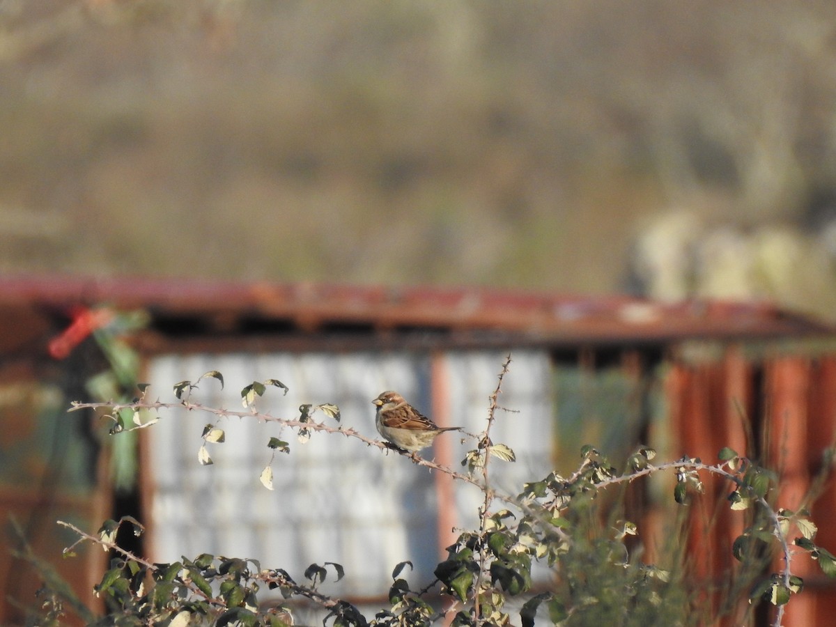 House Sparrow - ML613314832