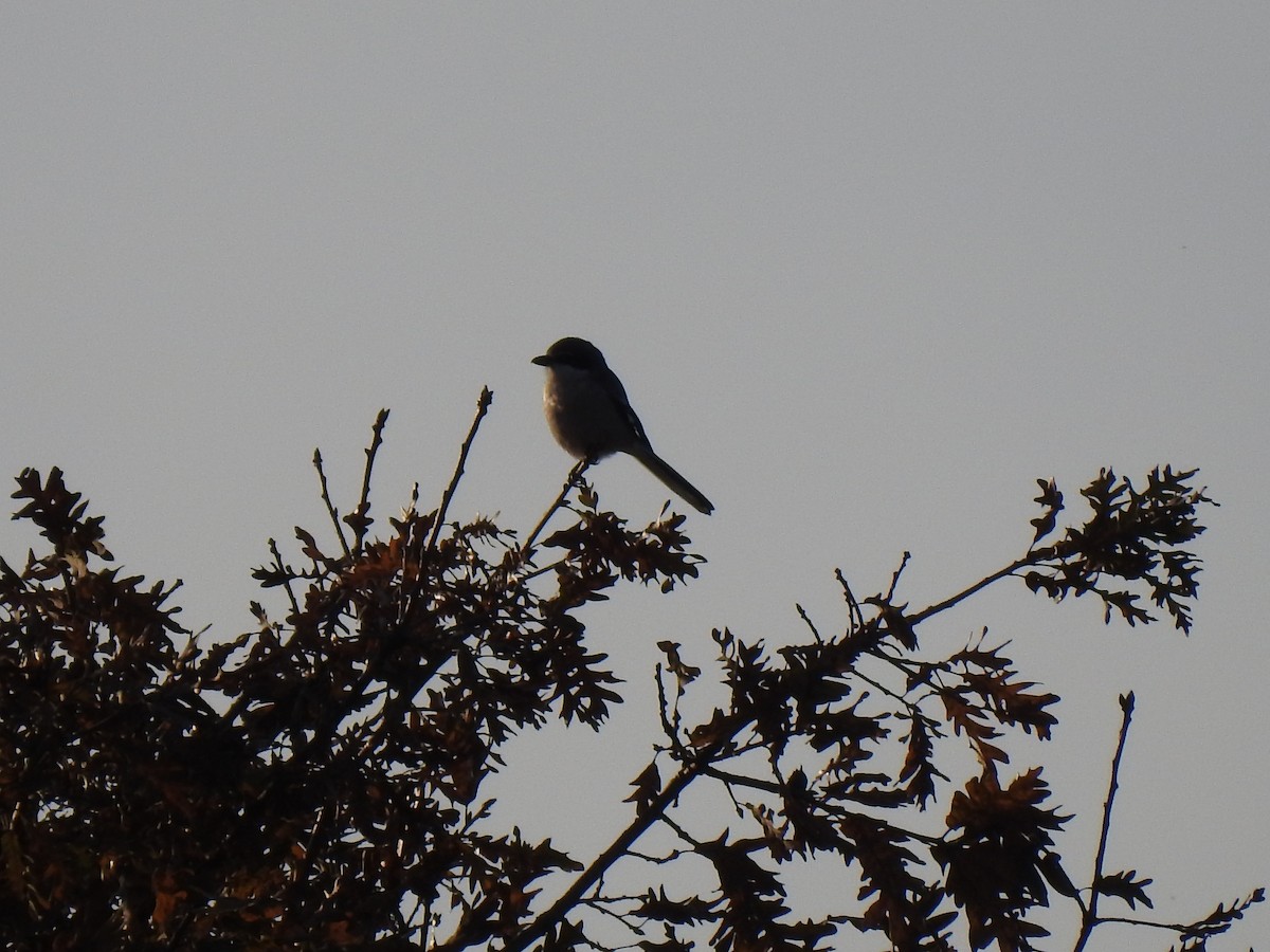 Iberian Gray Shrike - João Tiago Ribeiro