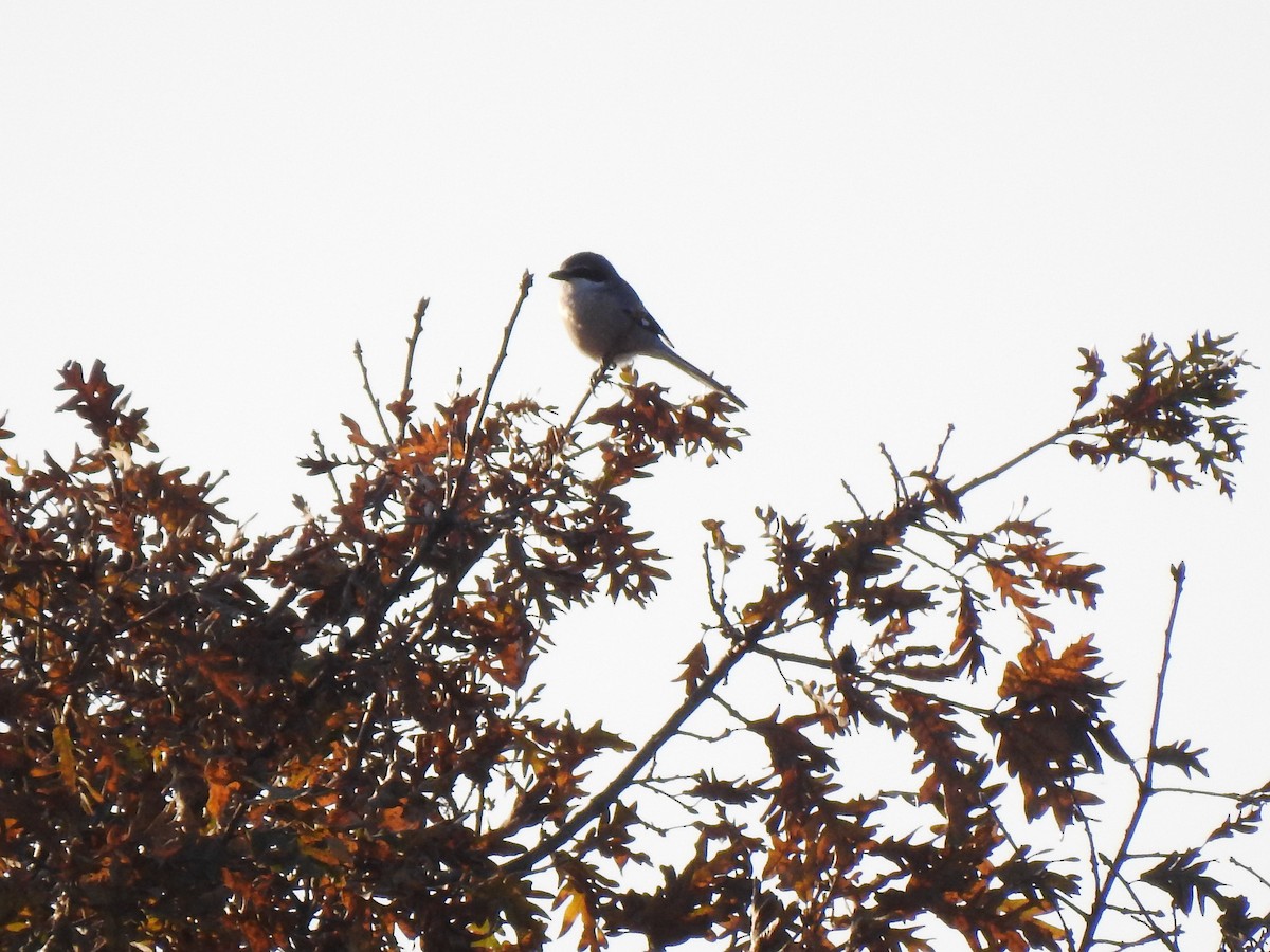 Iberian Gray Shrike - João Tiago Ribeiro