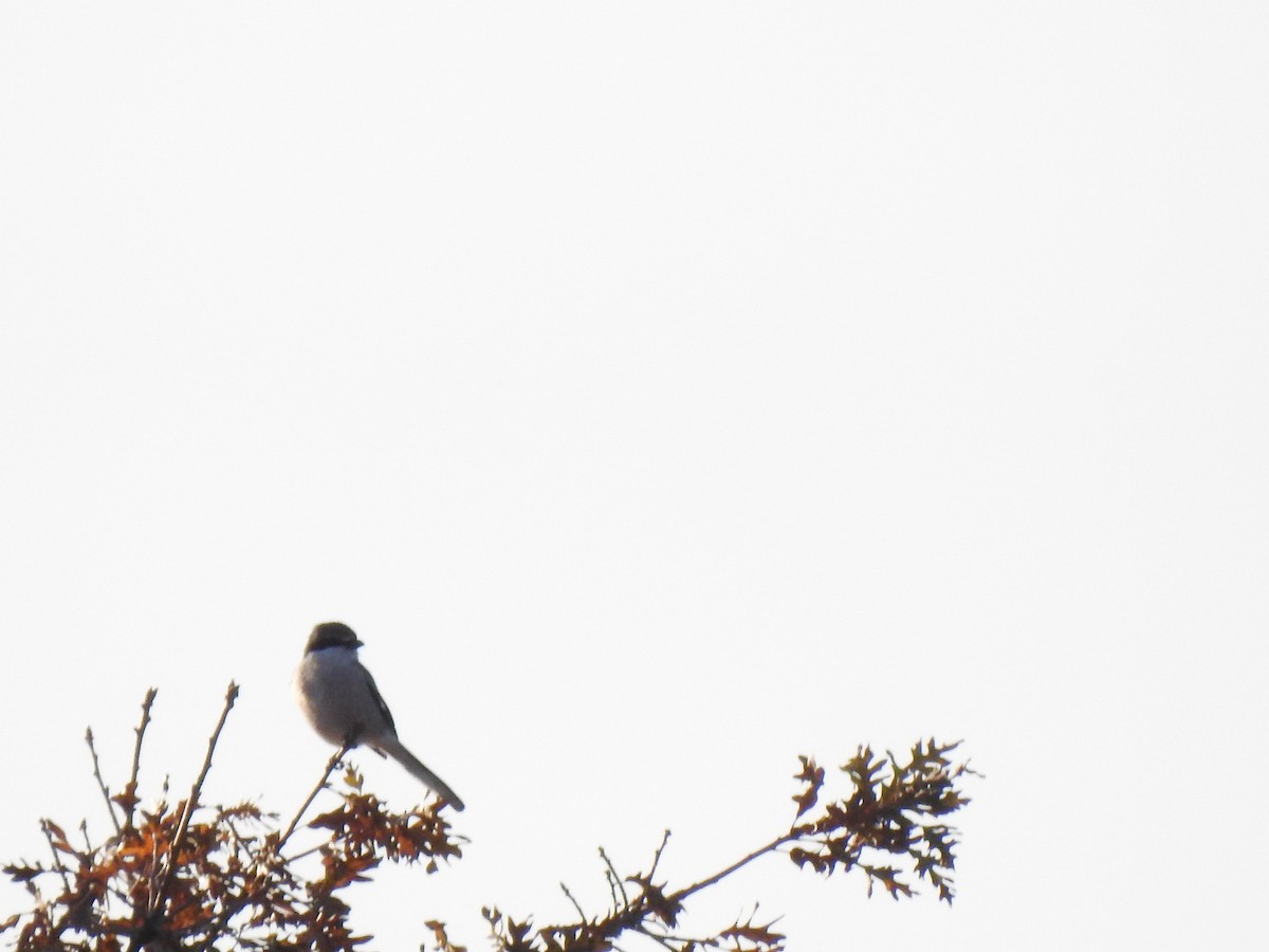 Iberian Gray Shrike - João Tiago Ribeiro