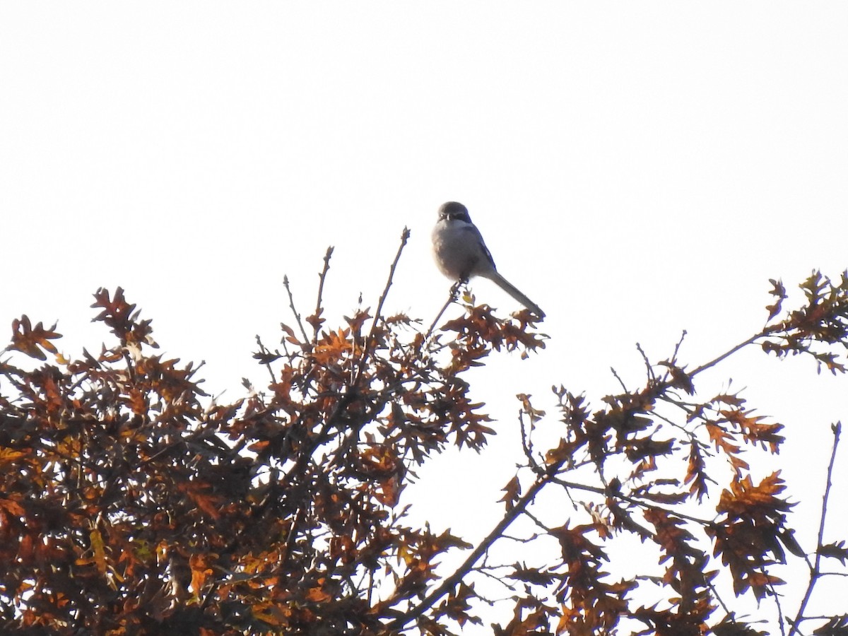 Iberian Gray Shrike - João Tiago Ribeiro