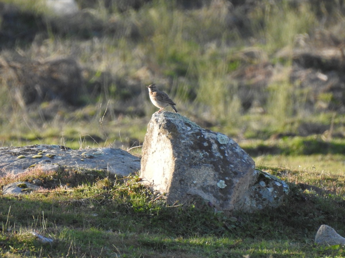 Crested Lark - João Tiago Ribeiro