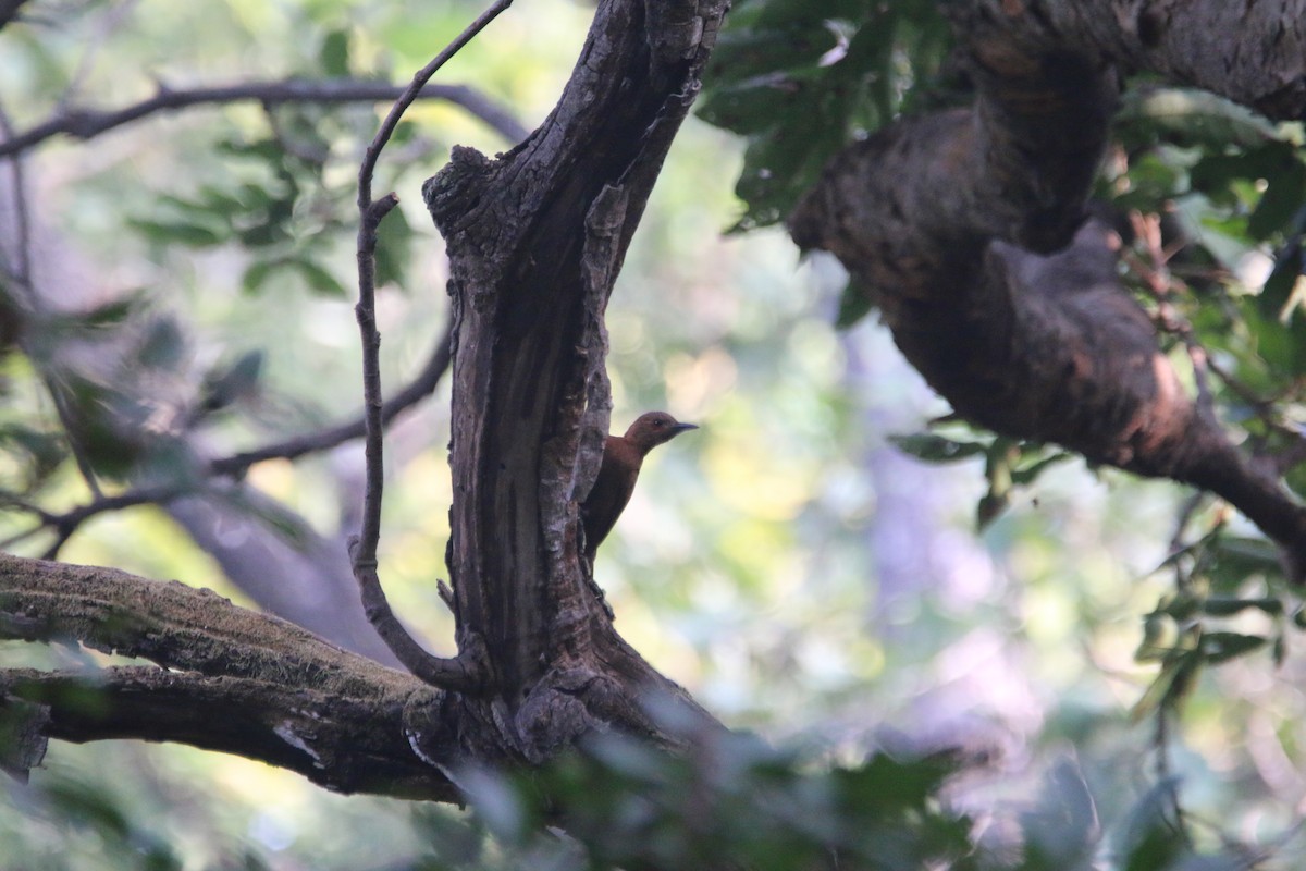 Rufous Woodpecker - ML613314888