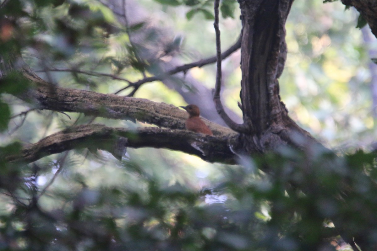 Rufous Woodpecker - ML613314889