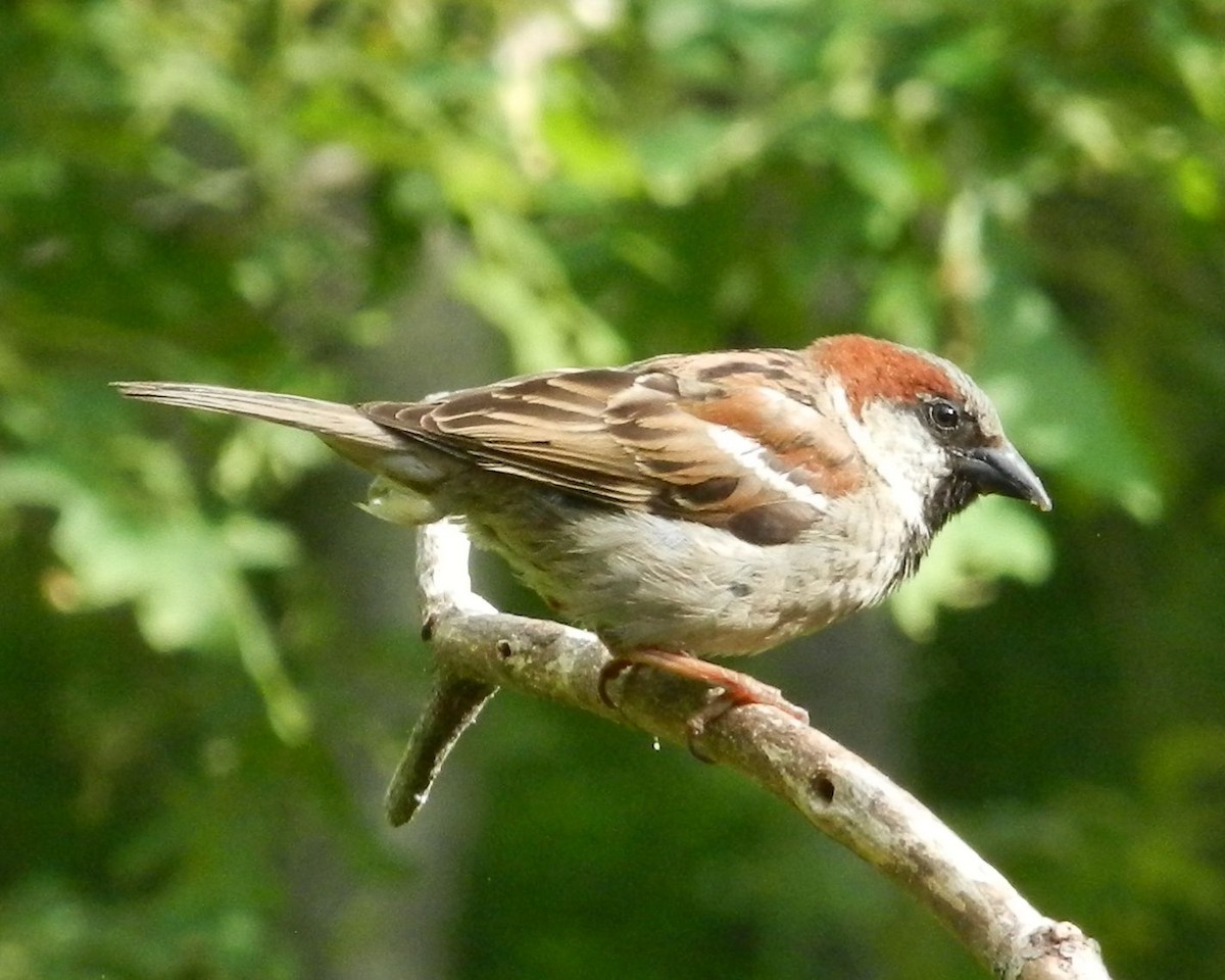 House Sparrow - ML61331491