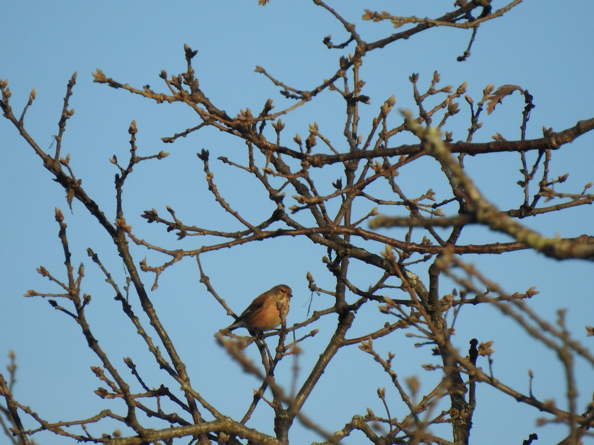 Eurasian Linnet - ML613314932