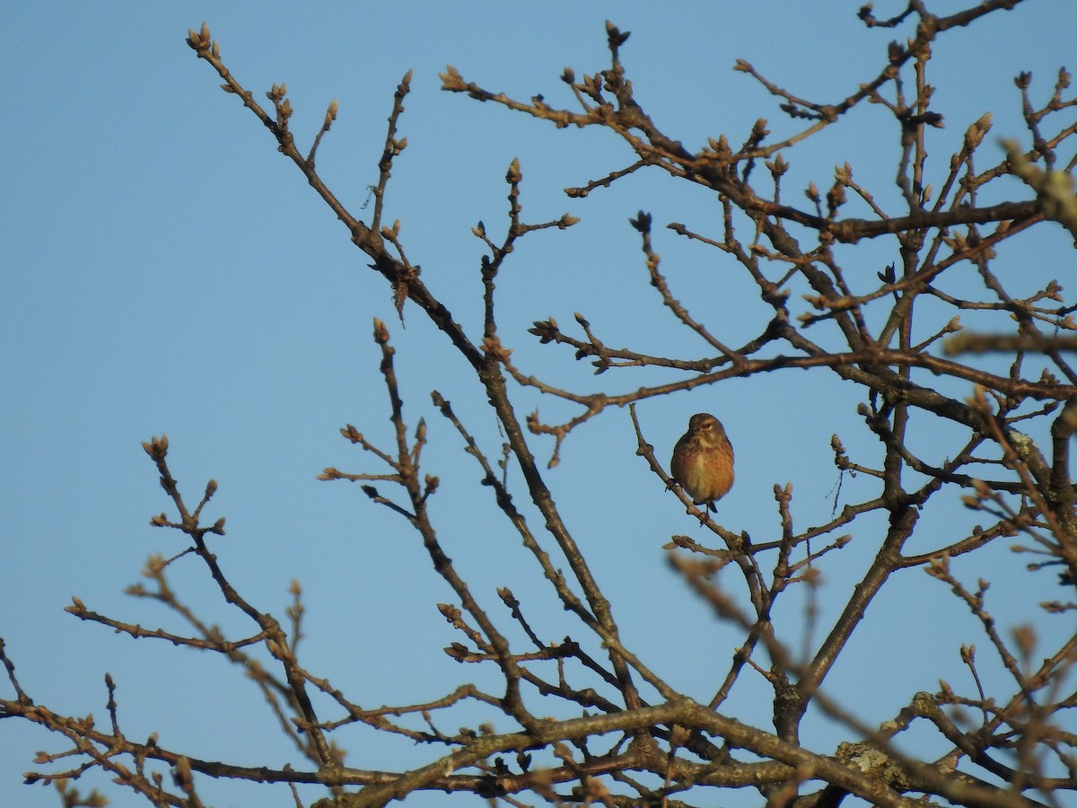 Eurasian Linnet - João Tiago Ribeiro