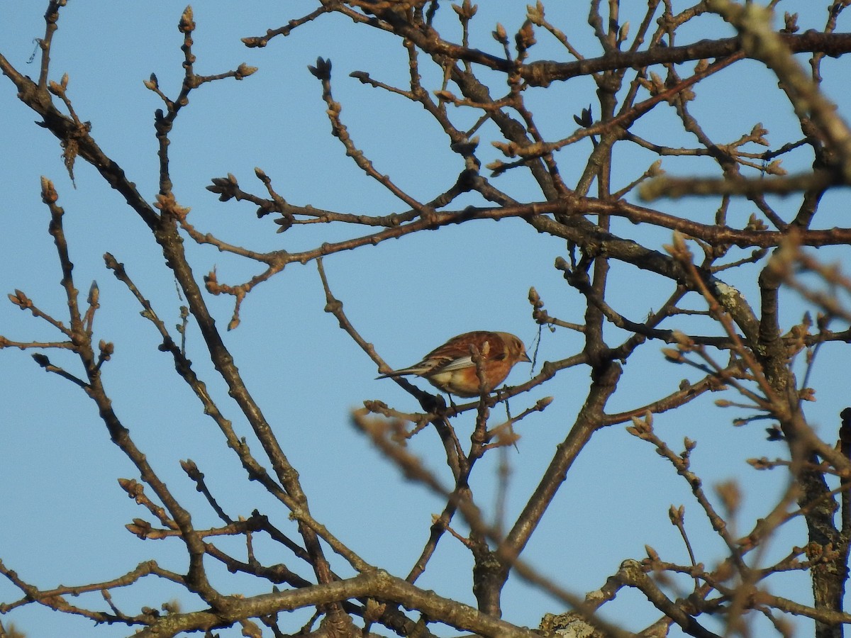 Eurasian Linnet - ML613314936