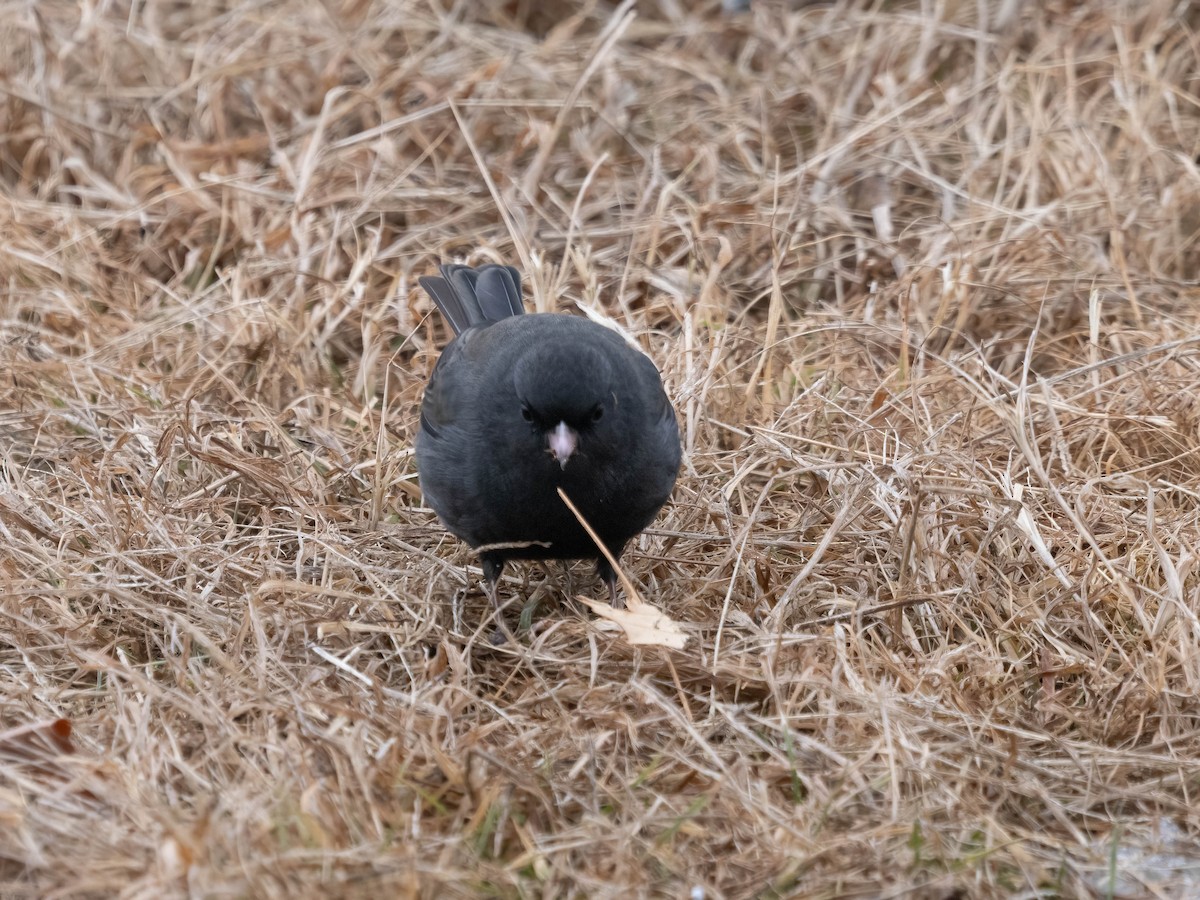 Dark-eyed Junco - ML613314957