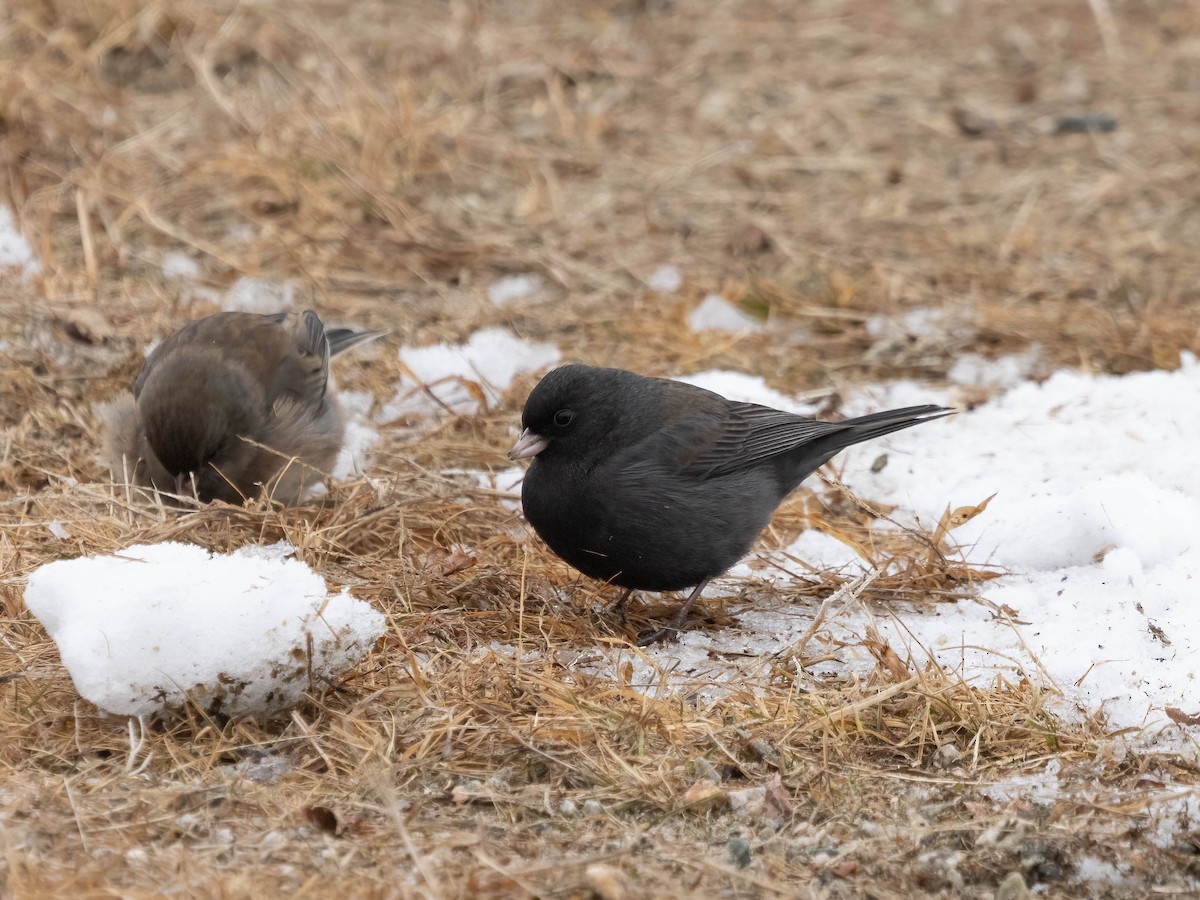 Dark-eyed Junco - ML613314958