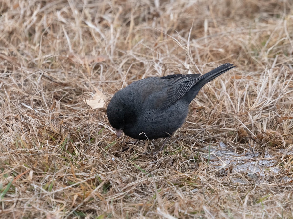 Dark-eyed Junco - ML613314960