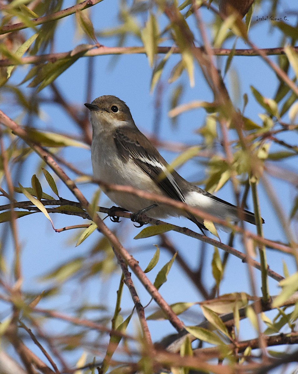 European Pied Flycatcher - ML613315037