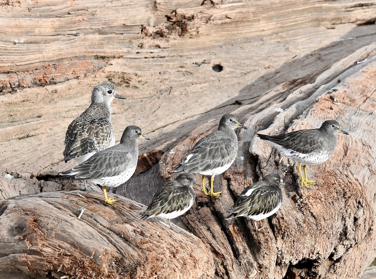 Black-bellied Plover - Kim  Beardmore