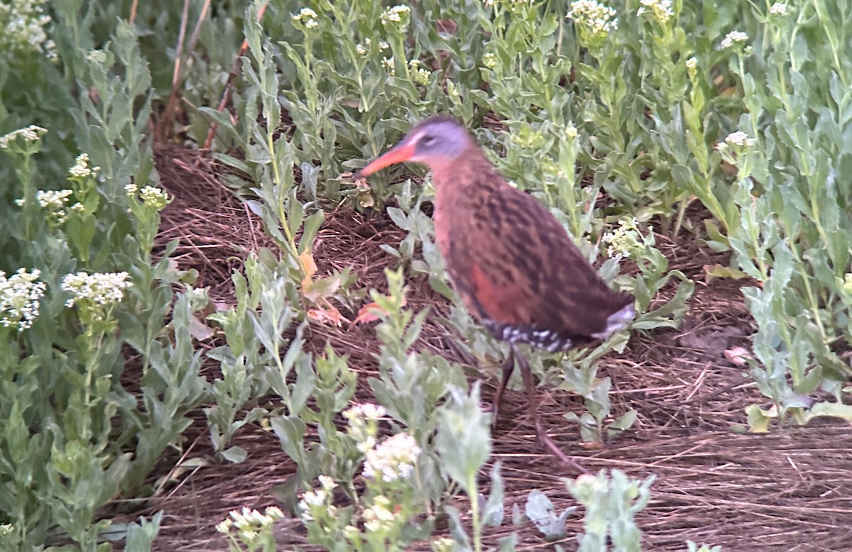 Virginia Rail - ML613315100