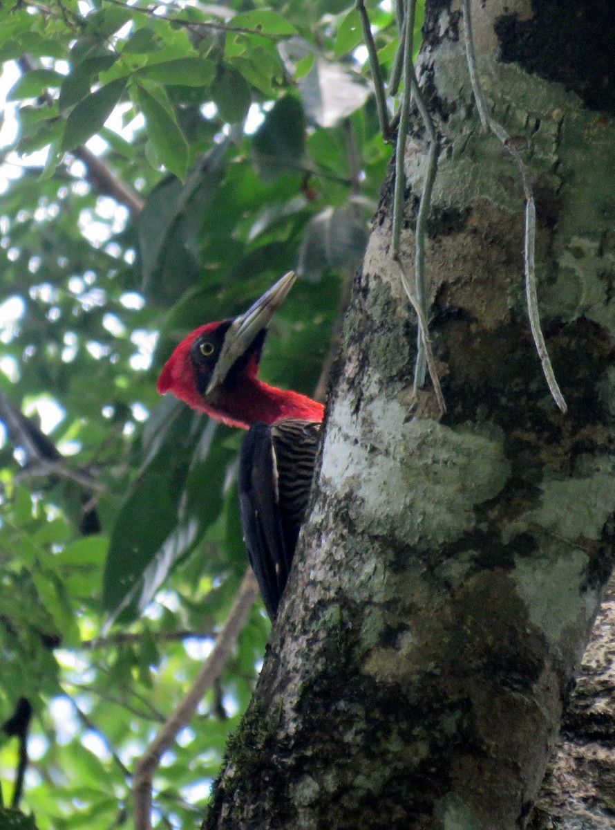 Robust Woodpecker - ML613315105