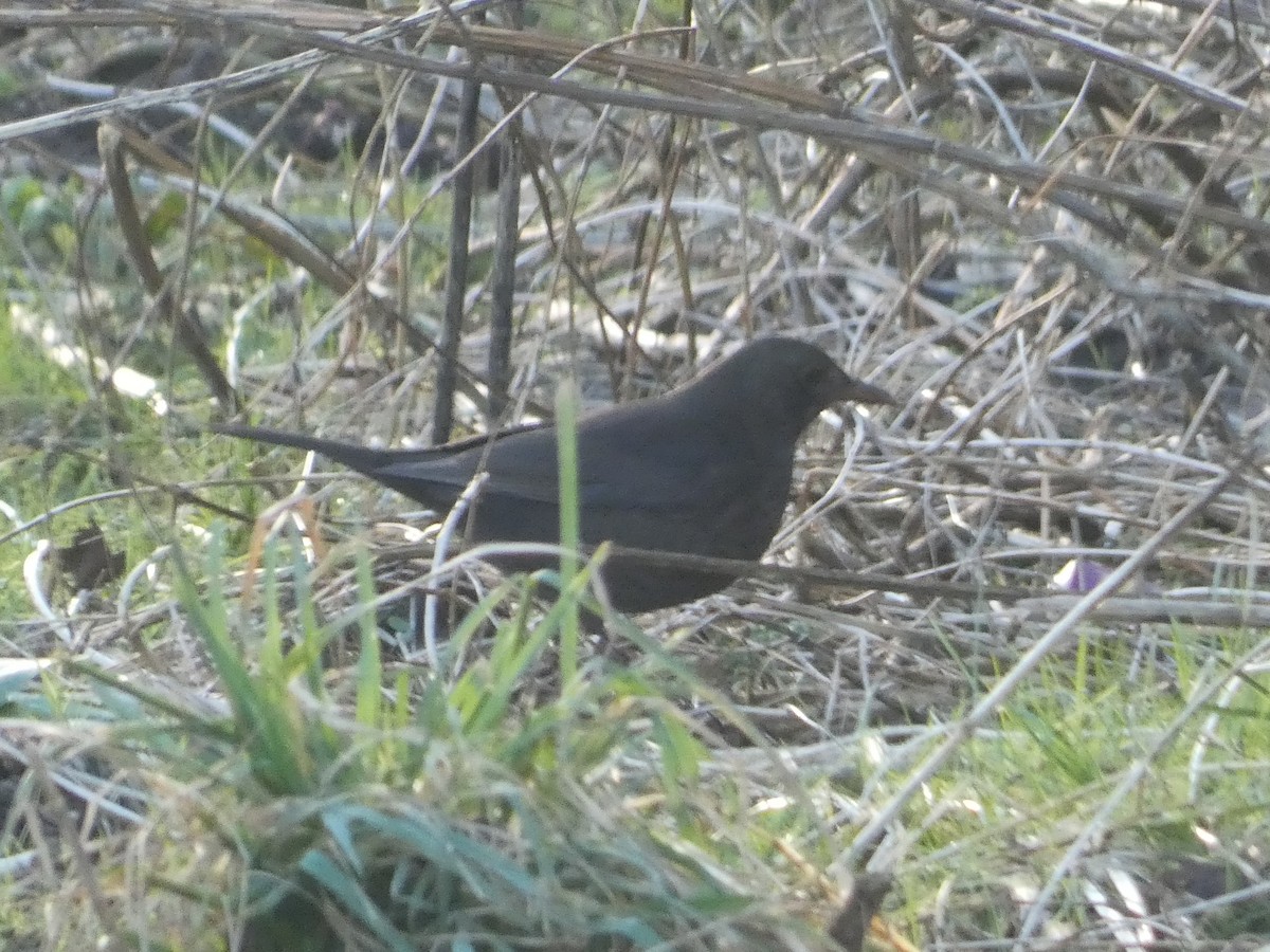 Eurasian Blackbird - ML613315120