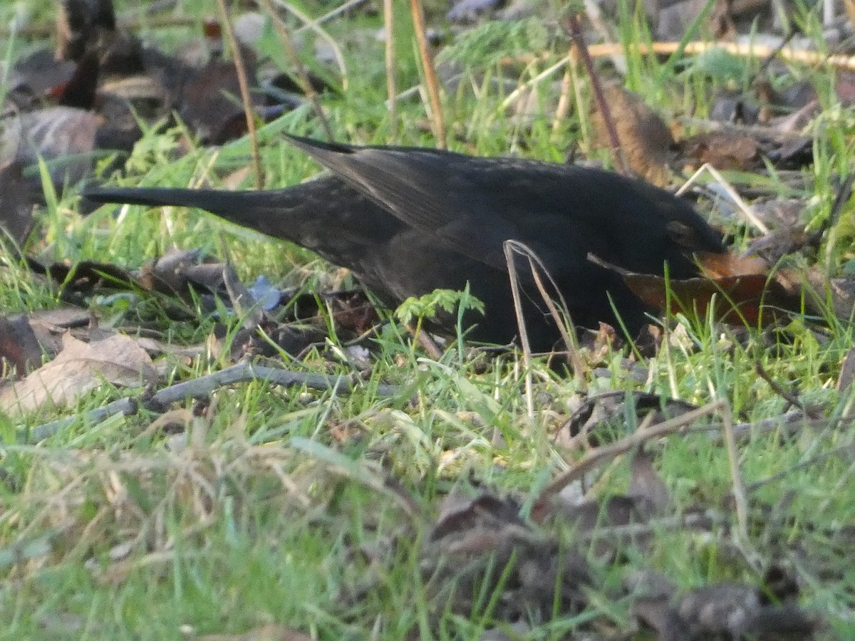 Eurasian Blackbird - ML613315121