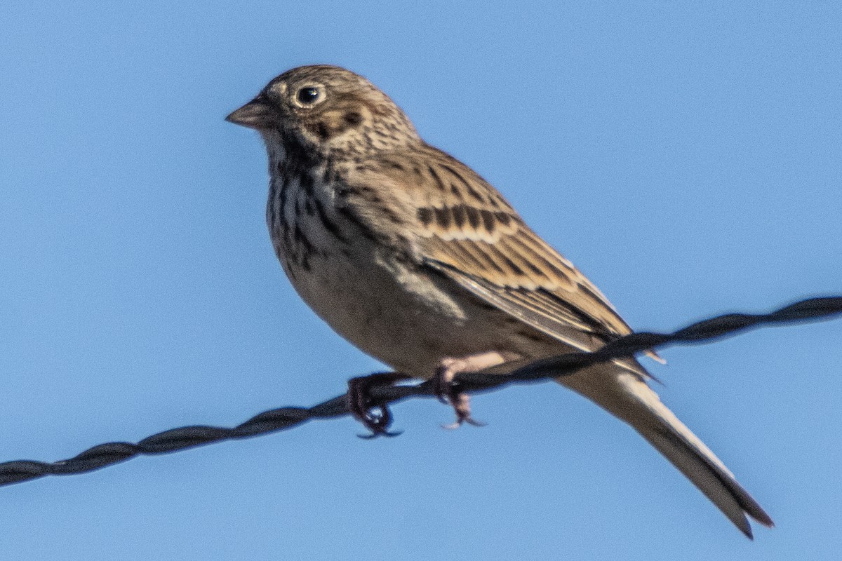 Vesper Sparrow - ML613315128