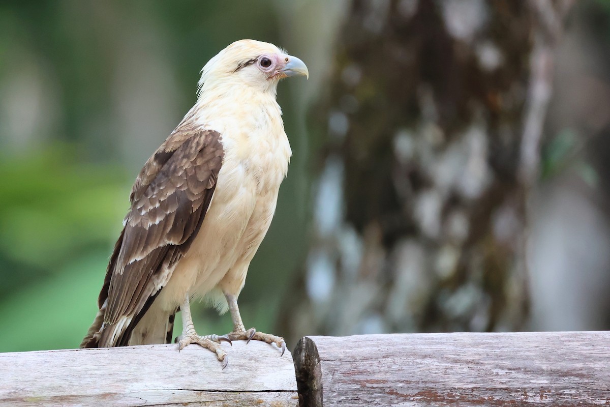 Yellow-headed Caracara - Leo Weiskittel