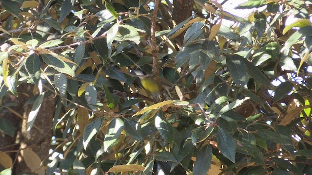 Green-backed Tit - ML613315158