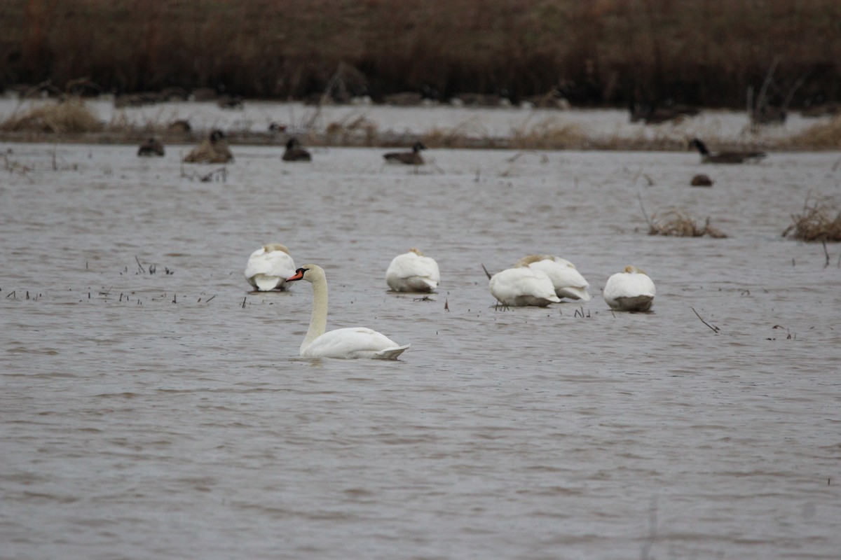 Cygne tuberculé - ML613315160