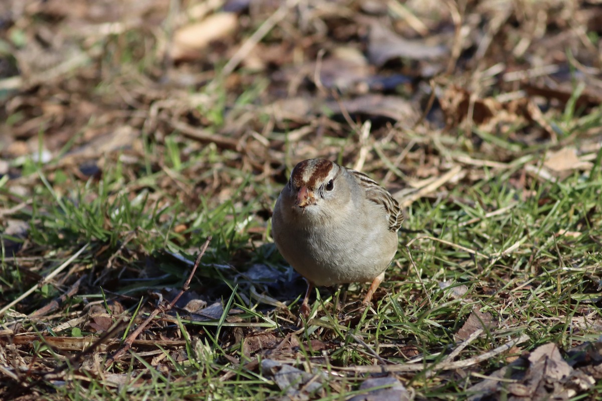 White-crowned Sparrow - ML613315173