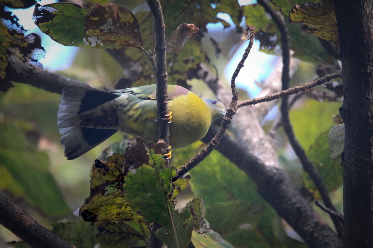 Yellow-footed Green-Pigeon - ML613315186