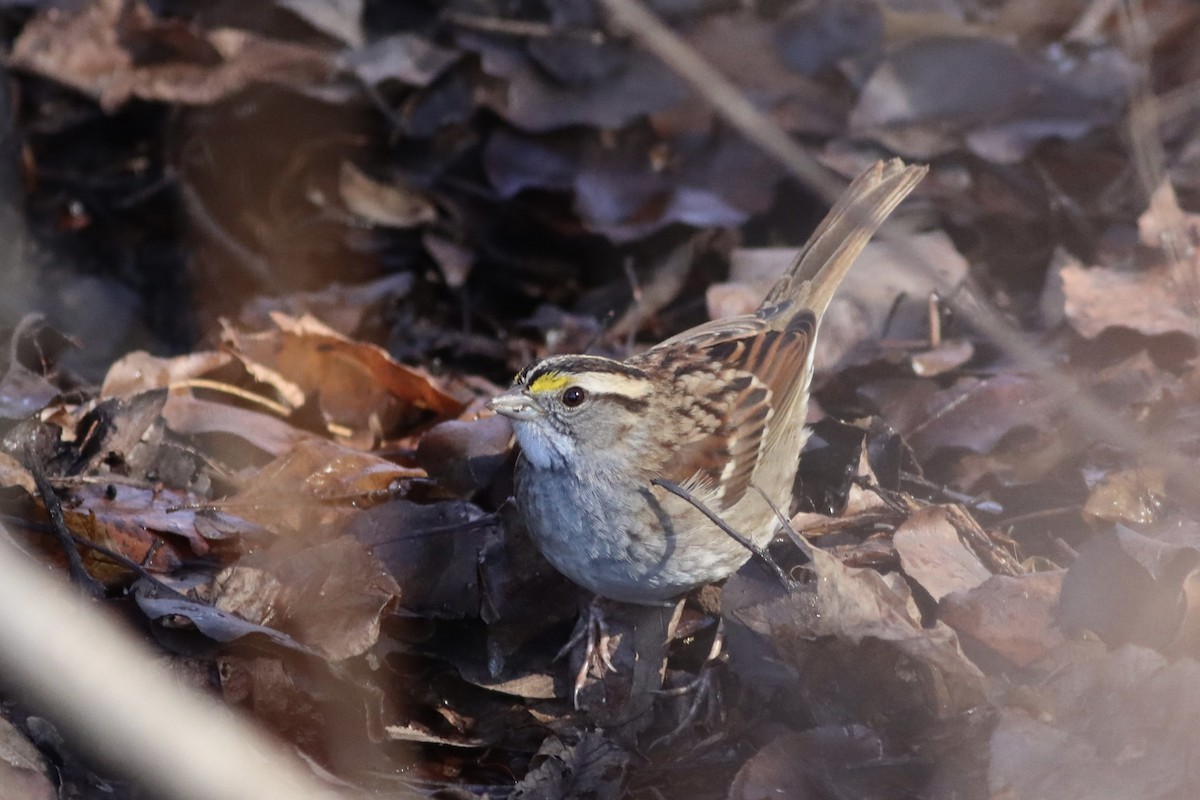 White-throated Sparrow - ML613315188