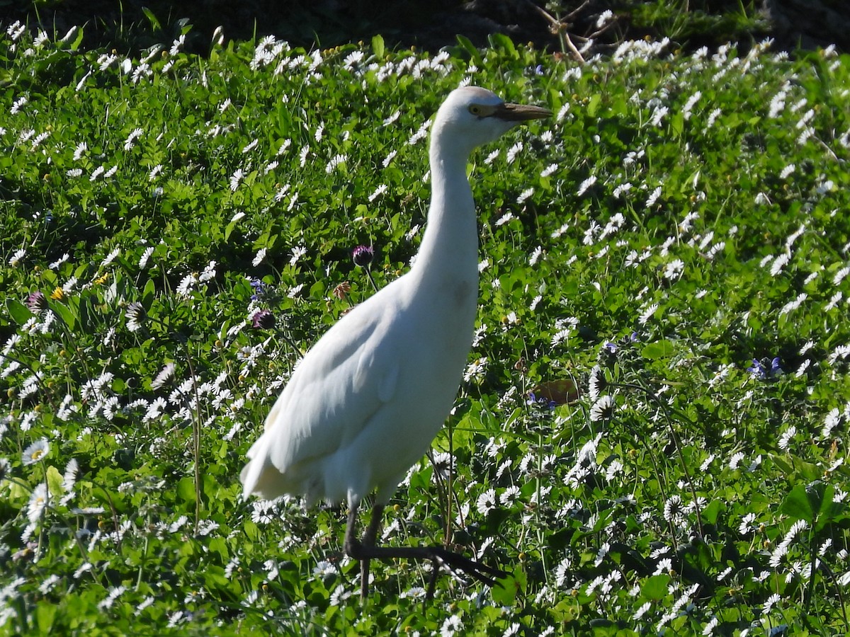 Western Cattle Egret - Scott Fox