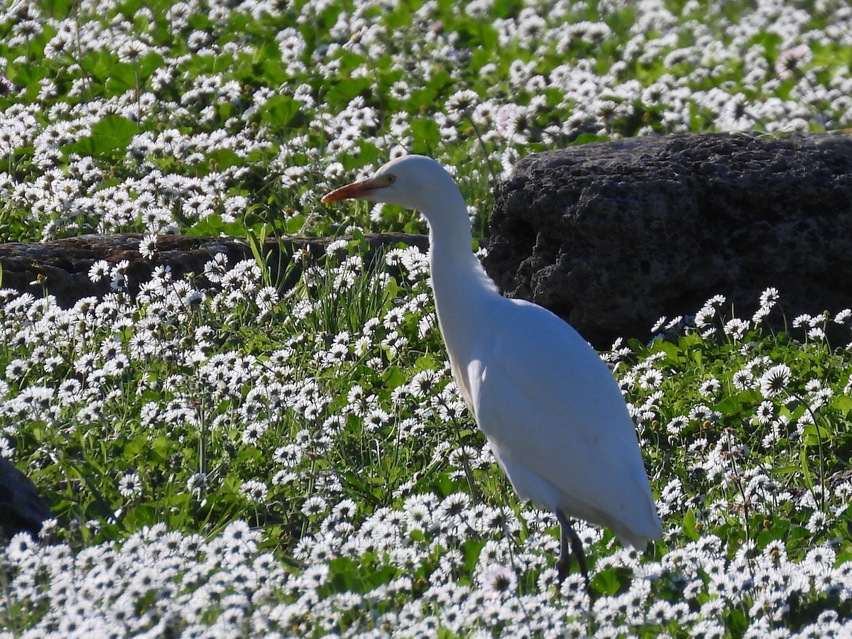 Western Cattle Egret - ML613315202