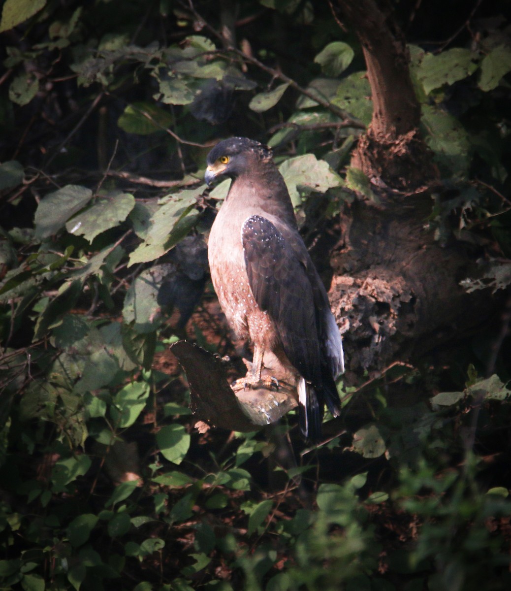 Crested Serpent-Eagle - ML613315203