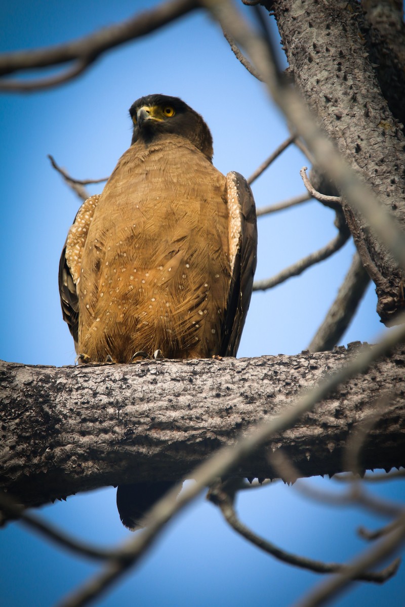 Crested Serpent-Eagle - ML613315205