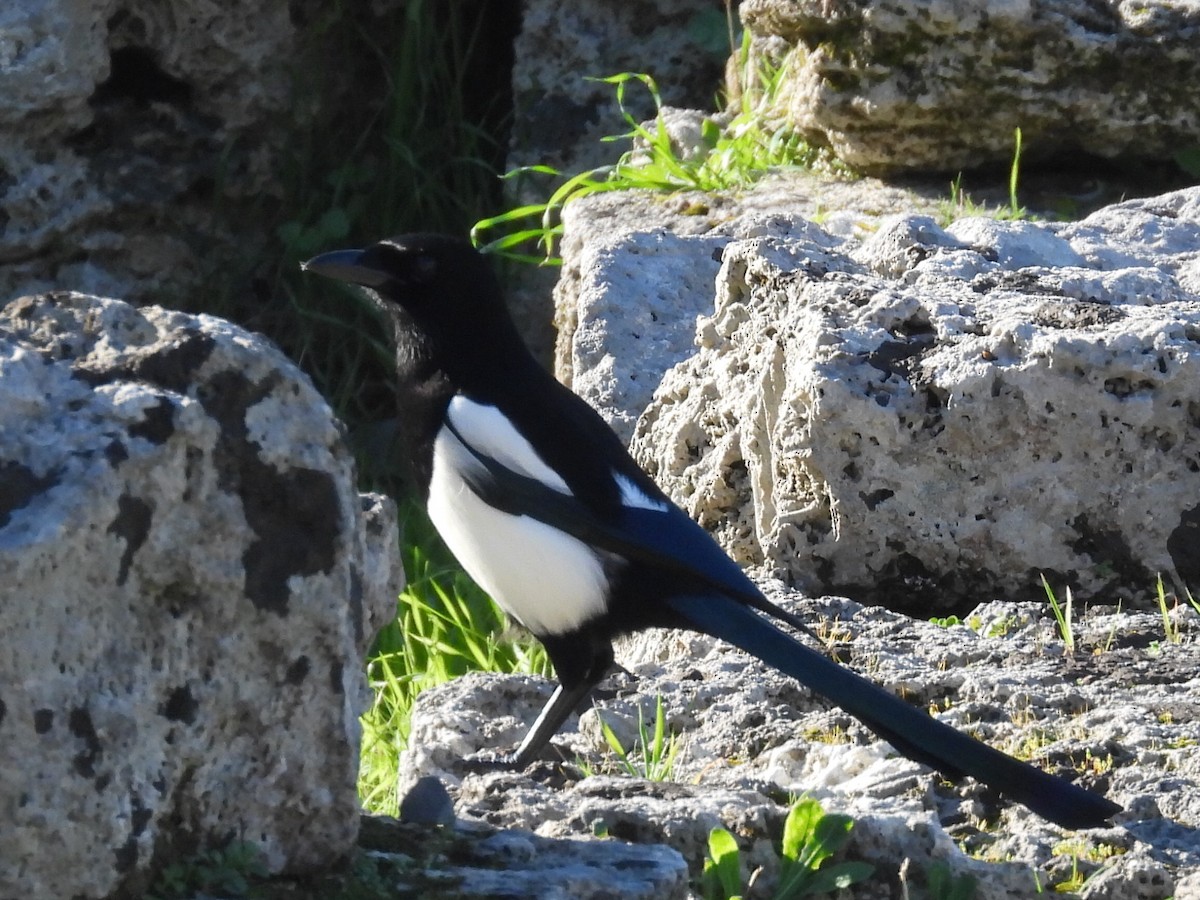 Eurasian Magpie - ML613315236