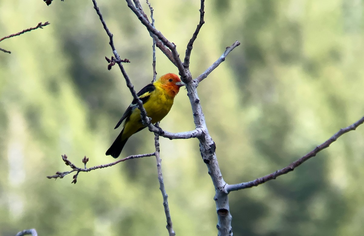 Western Tanager - Pitta Tours