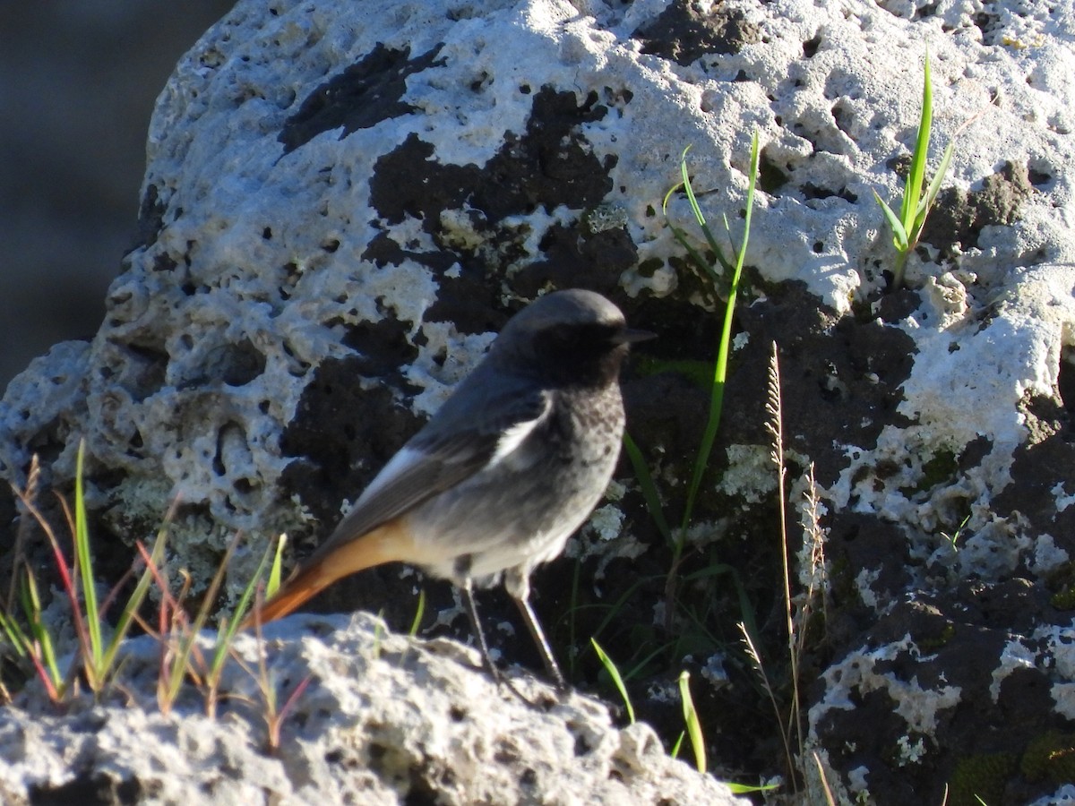 Black Redstart - Scott Fox