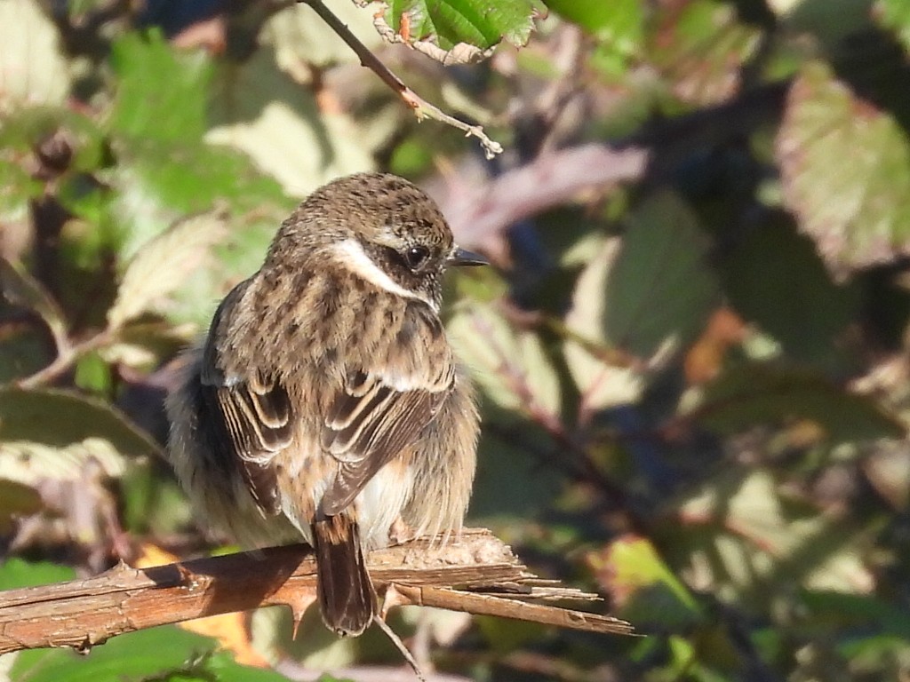 European Stonechat - ML613315264