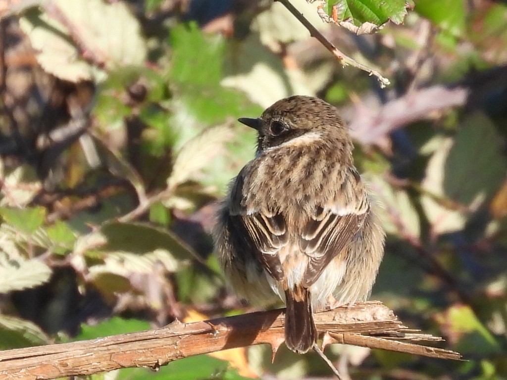 European Stonechat - Scott Fox