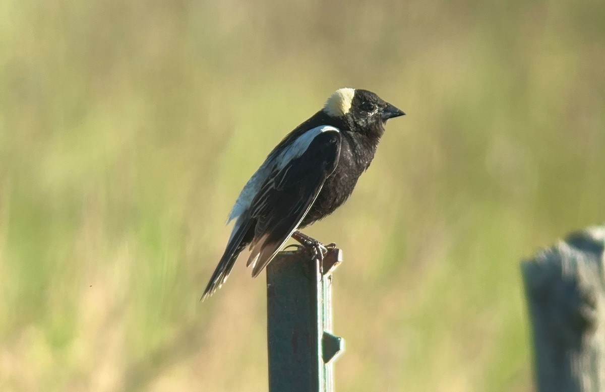 bobolink americký - ML613315278