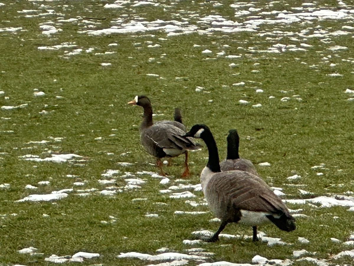 Greater White-fronted Goose - ML613315293